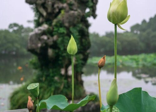 一叶莲为什么只长叶子不开花