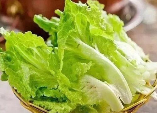 生菜的生长期是多少天
