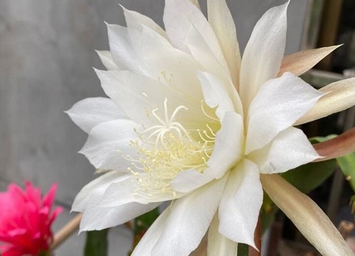 昙花哪些部位不能吃