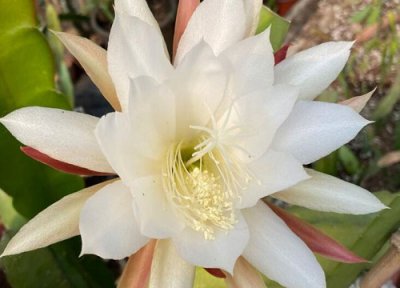 昙花哪些部位不能吃 新鲜的昙花怎么处理才能吃