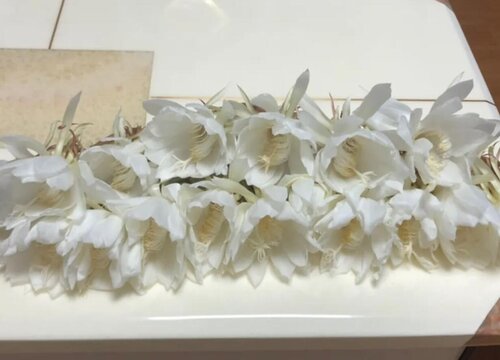 昙花哪些部位不能吃