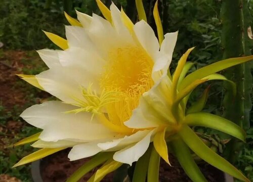 昙花哪些部位不能吃