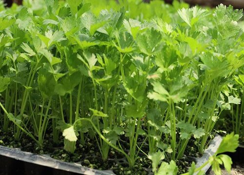 为什么有人吃香菜恶心想吐