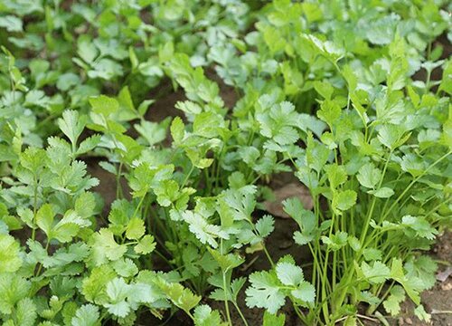 为什么有人吃香菜恶心想吐