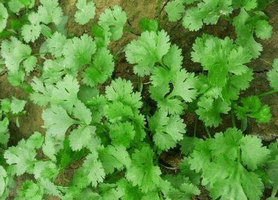 为什么有人吃香菜恶心想吐 吃香菜想吐原来是这么回事