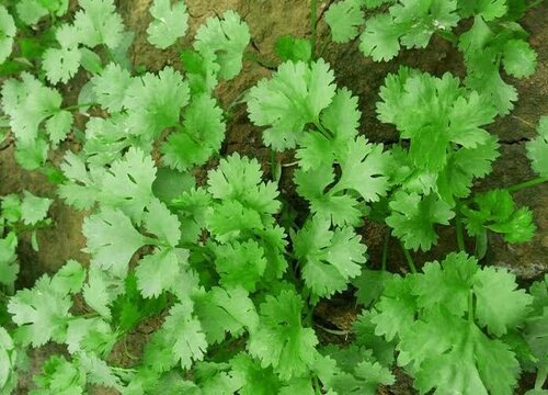 为什么有人吃香菜恶心想吐