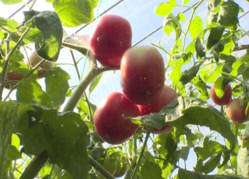 冬天吃西红柿是反季节吗