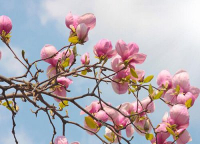 玉兰枝条泡水能开花吗 白玉兰枝条泡水能生根吗