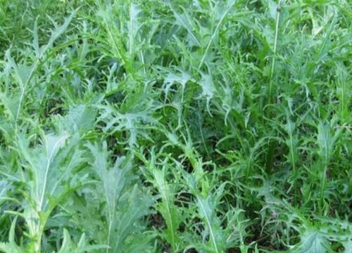 农村说的辣菜是什么菜做的