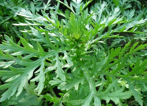 茼蒿是温性的还是寒性的蔬菜