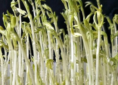 四川的芽菜是什么菜做出来的
