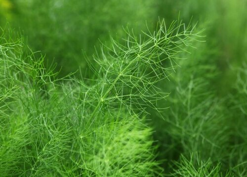 哪种蔬菜能杀菌