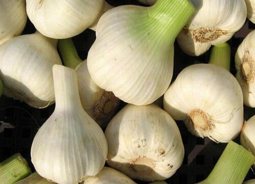 哪种蔬菜能杀菌