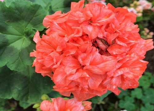什么花花期最长
