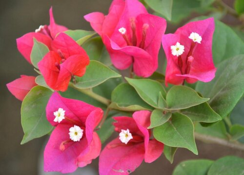 什么花花期最长