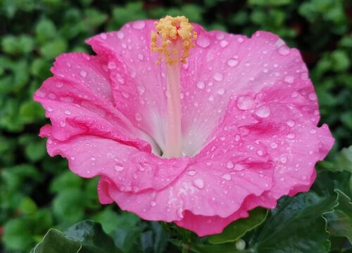 什么花花期最长