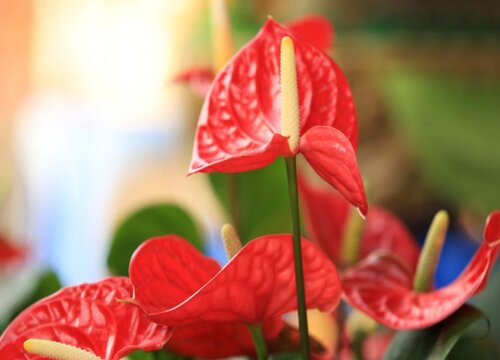 什么花花期最长