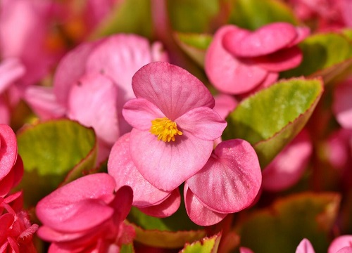 什么花花期最长