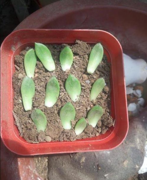 多肉叶子怎么生根发芽快