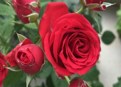花期最长最好养的月季