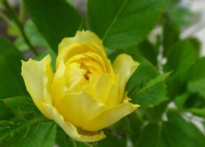花期最长最好养的月季 月季什么品种花期长勤花又漂亮
