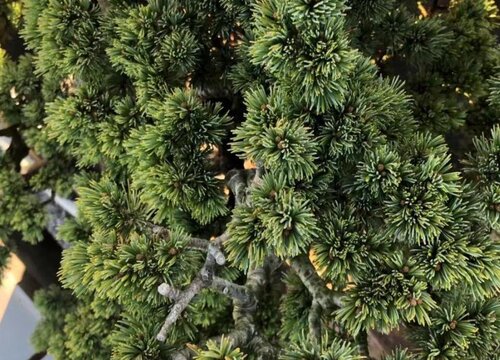 庭院景观树种类名称和图片