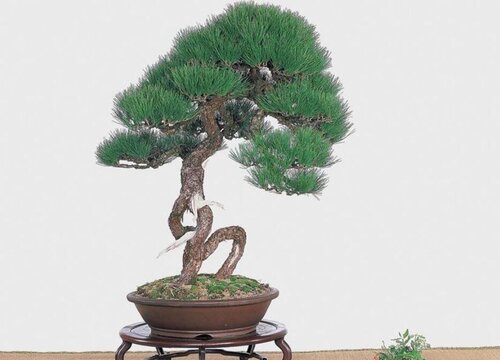 庭院景观树种类名称和图片
