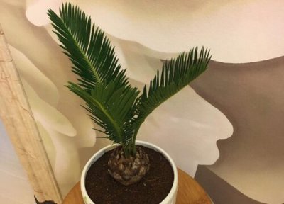 铁树多少年开一次花 铁树多少年开花结果