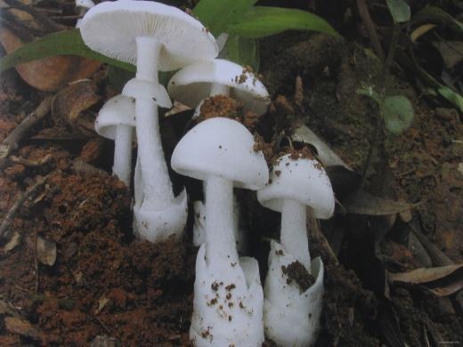 有毒的蘑菇有哪些