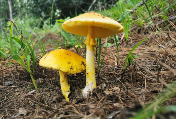 有毒的蘑菇有哪些