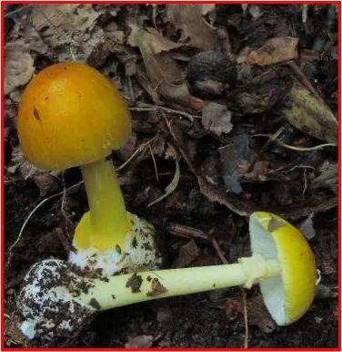 有毒的蘑菇有哪些