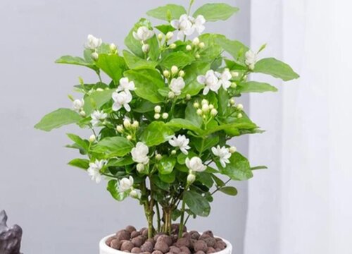 最能代表友情的花