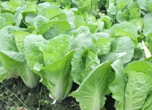 10至30天收成的菜