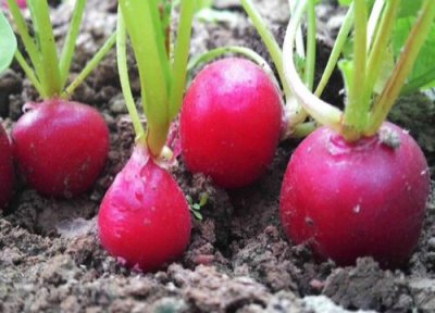 10至30天收成的菜 生长周期20-30天的蔬菜