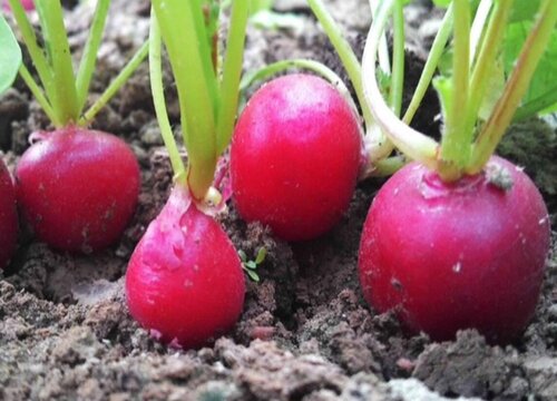 10至30天收成的菜