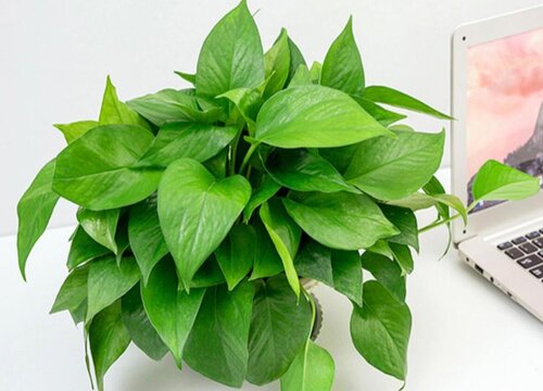 花多多10号肥料怎么用