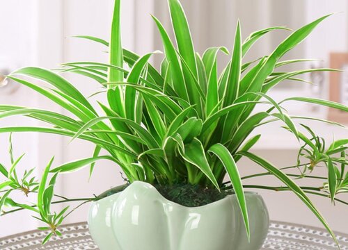 花多多10号肥料怎么用