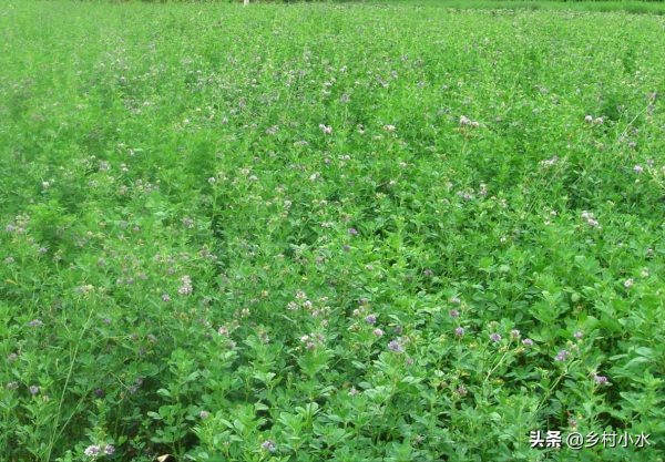 牧草王是什么品种