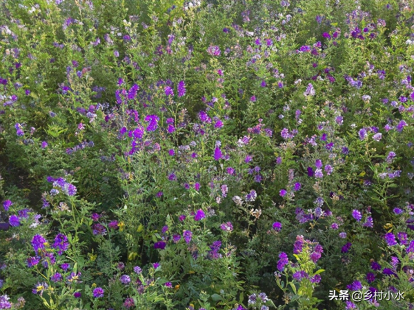 牧草王是什么品种