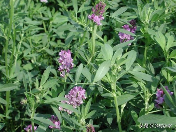 牧草王是什么品种