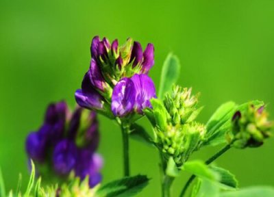 牧草王是什么品种 紫花苜蓿成为牧草王的两大原因