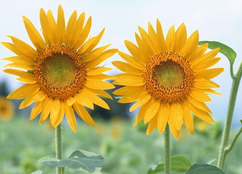 代表忠诚的花