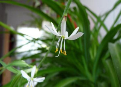 吊兰会开花吗 吊兰开花的样子