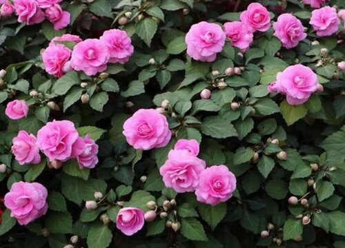 凤仙花为什么只长叶子不开花