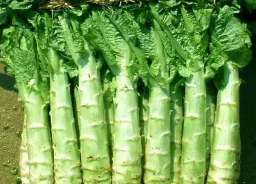 蔬菜有哪些品种