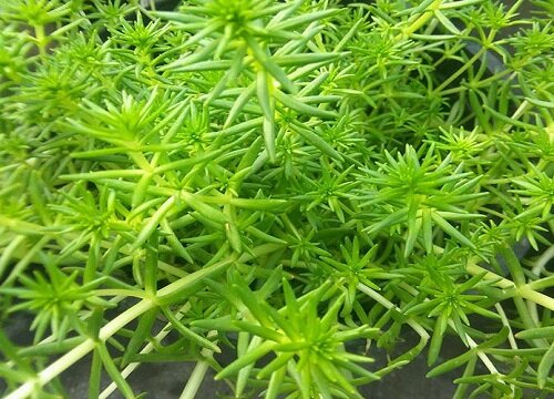 垂盆草的功效与作用及食用方法