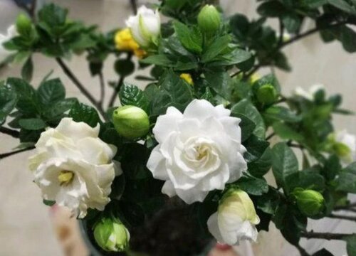 日本栀子花品种哪个好