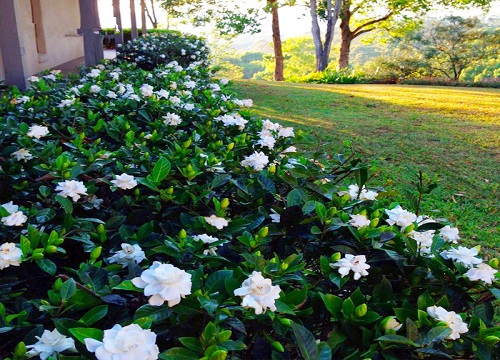 日本栀子花品种哪个好