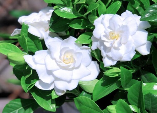 日本栀子花品种哪个好