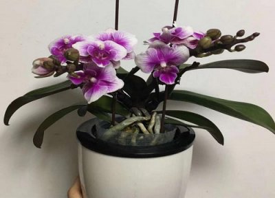 蝴蝶兰品种排名 蝴蝶兰名贵品种